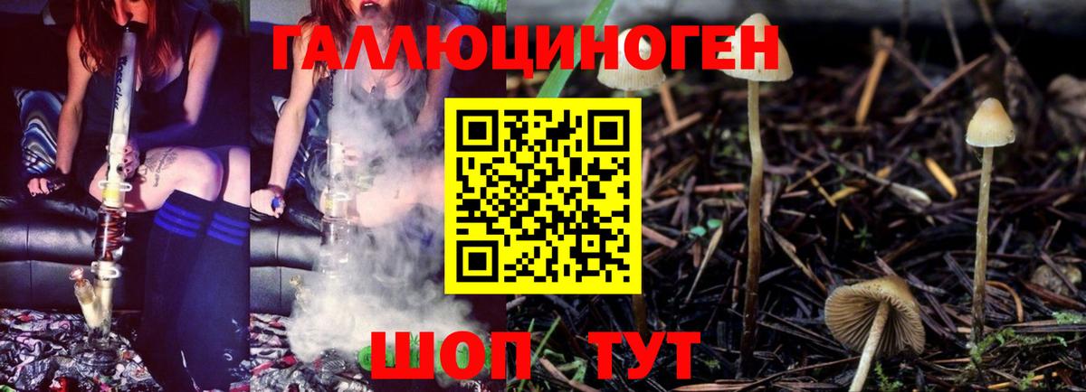 Галлюциногенные грибы Psilocybe Рязань
